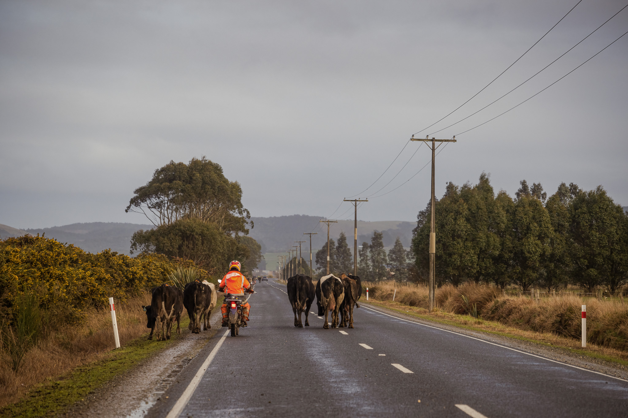 Dairy farmer moving cows on country road New Zealand.