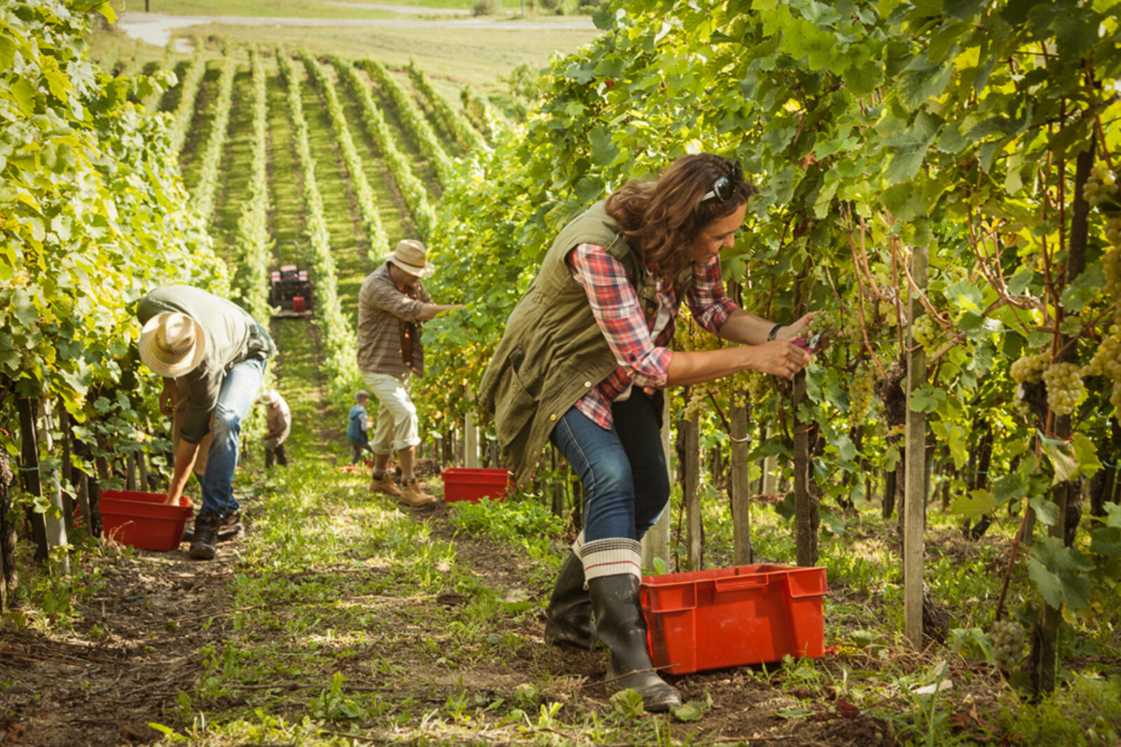 Workers in vineyard