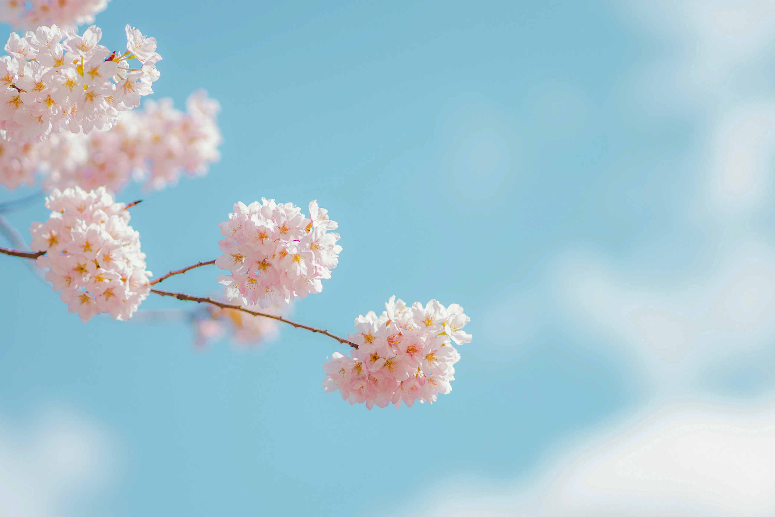 Cherry Blossom Flowers