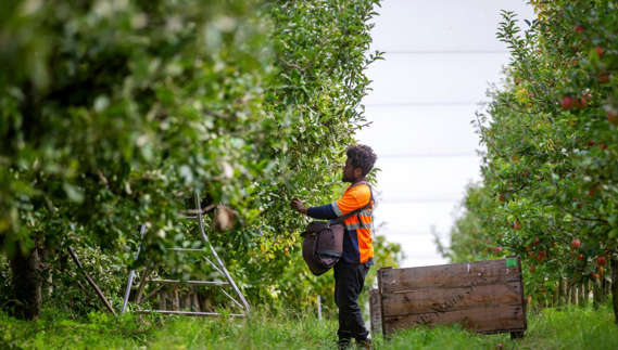 Worker In An Orchard