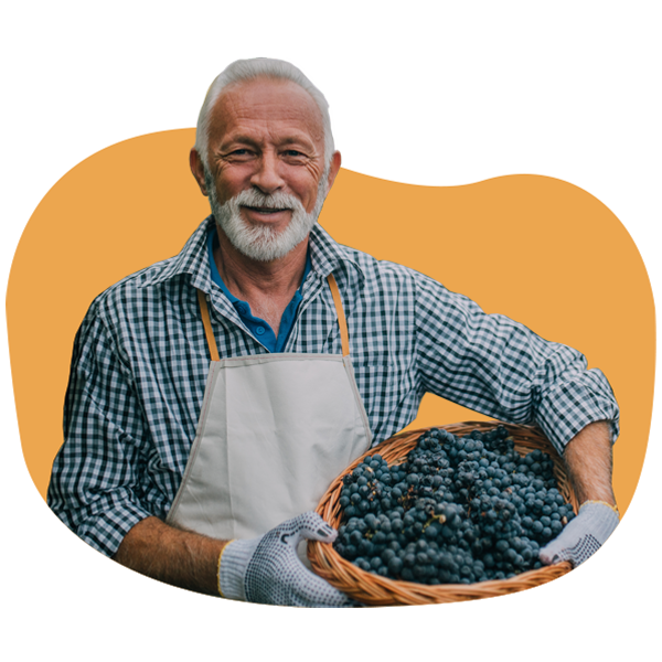 Smiling vineyard owner holding a basket of grapes