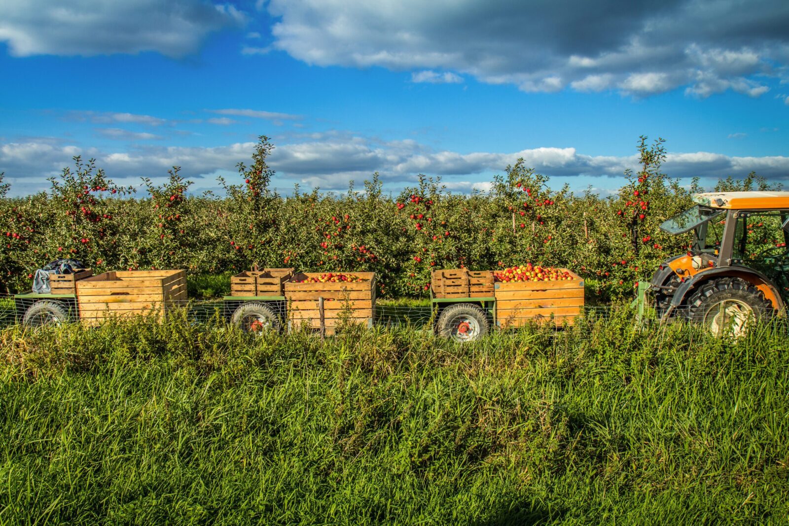 Tractor hauling full apple bins through orchard rows, ideal for harvest traceability and real-time bin ticketing