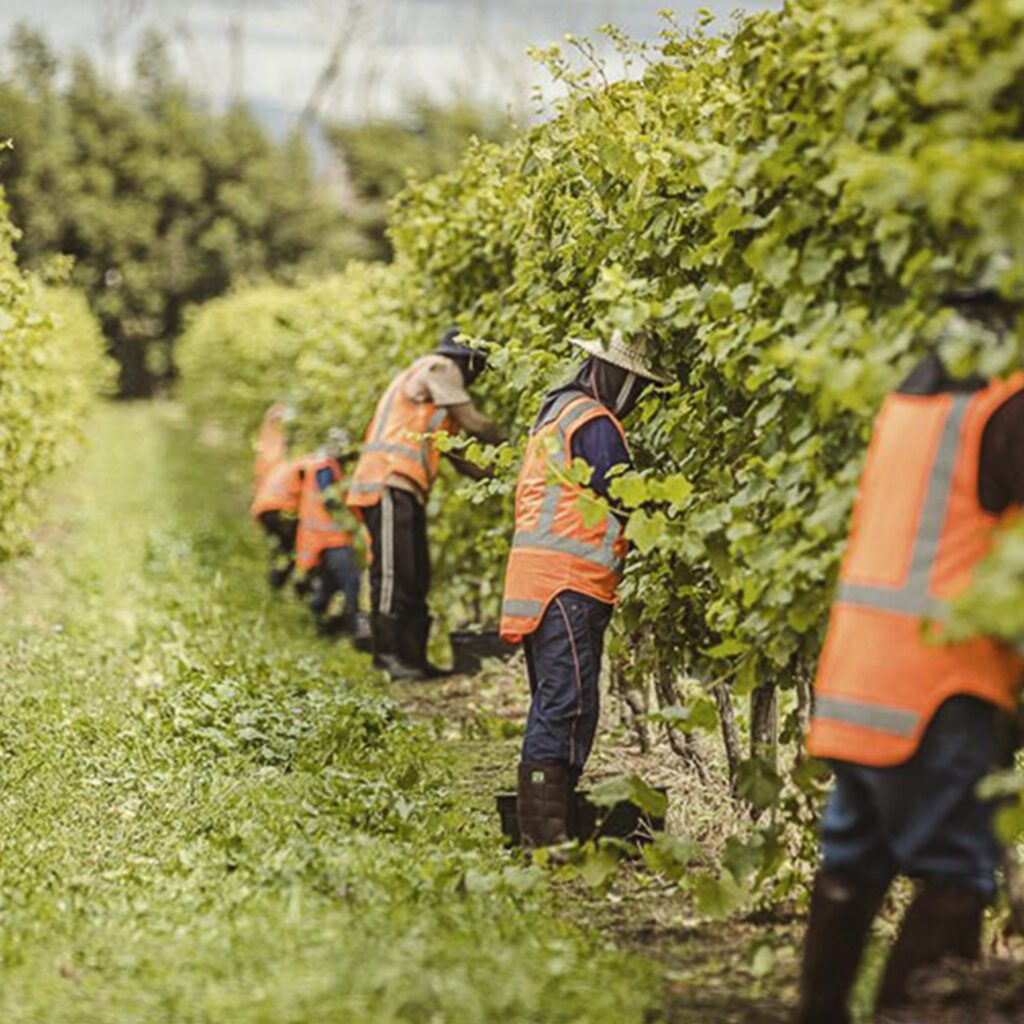 Seasonal vineyard workers harvesting grapes in hi-vis vests, representing horticulture labour management in NZ and AU