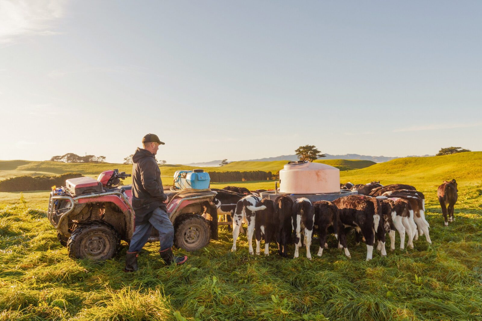 New Zealand dairy farmer on quad bike monitoring livestock during morning timesheet hours
