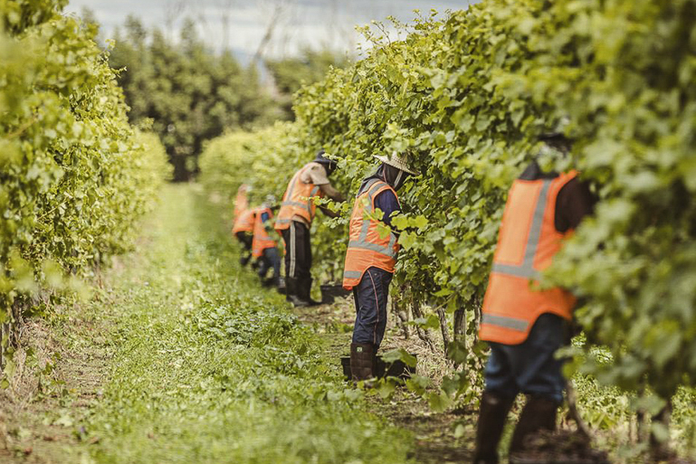 RSE employees working in an orchard.