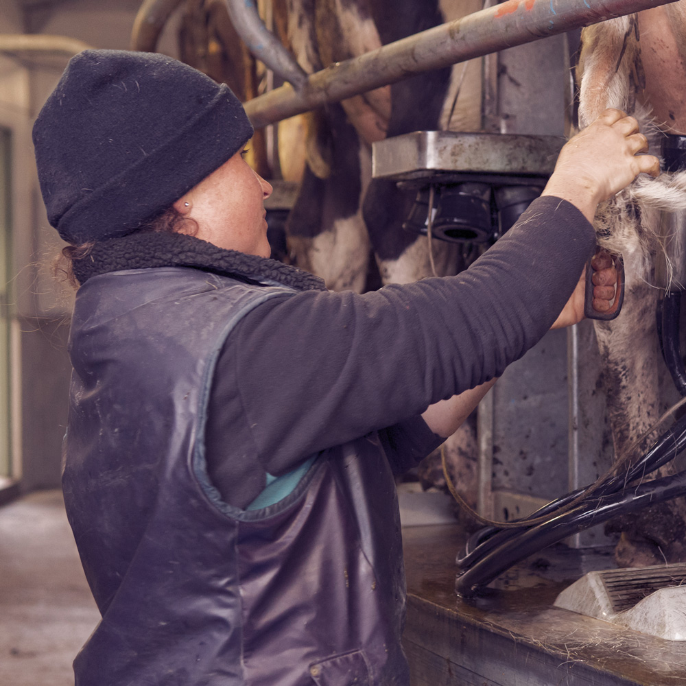 Female farmer in the milking shed