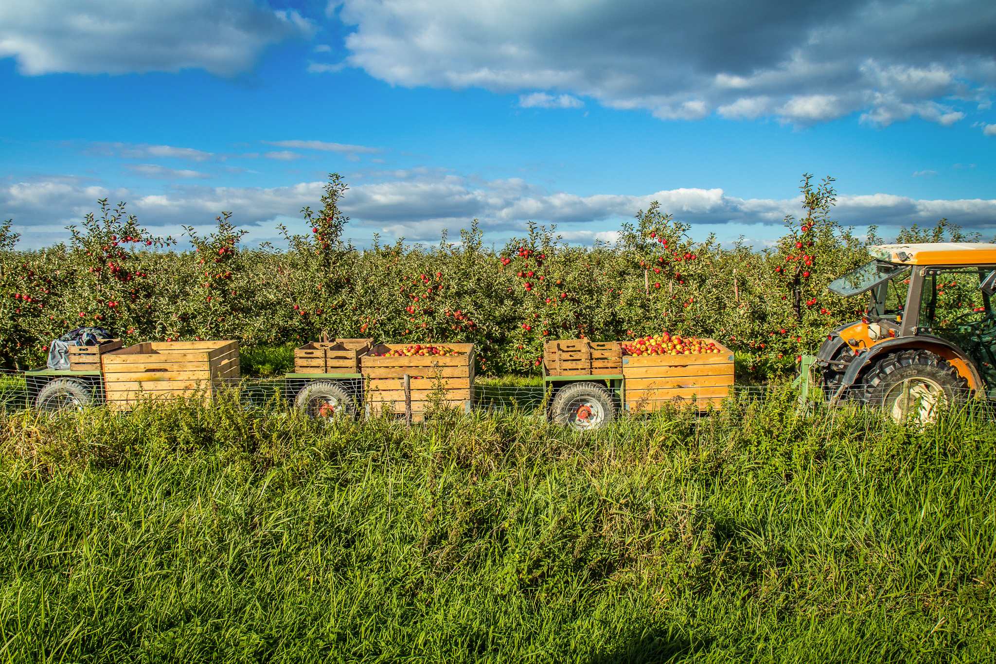 Horticulture picking train out in the orchard