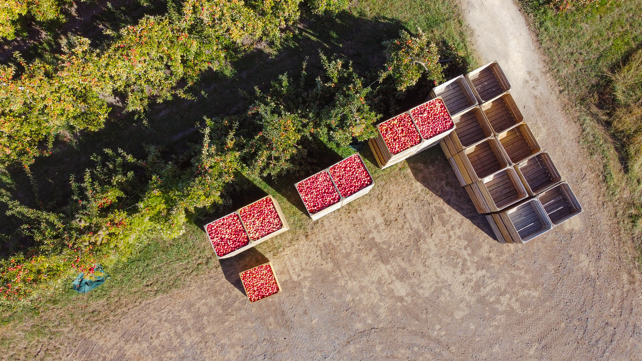 Aerial Shot of New Zealand Apple Orchard