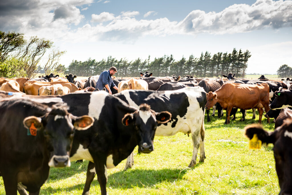 Dairy farmer working on a public holiday