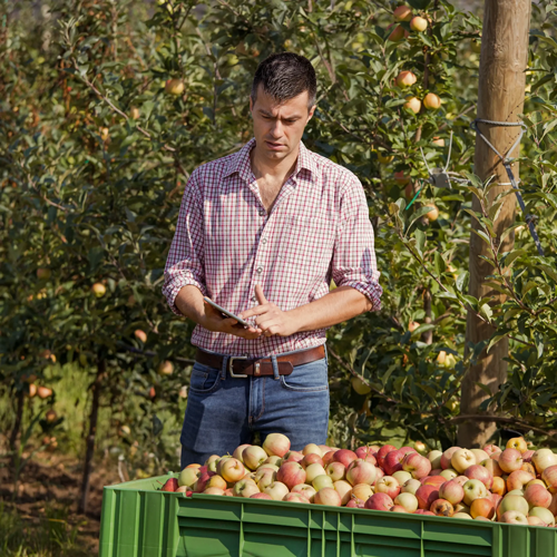 New Zealand horticulture grower using digital bin ticketing system to record harvested apples in the orchard